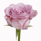 Memory Lane!&reg;  rose plant